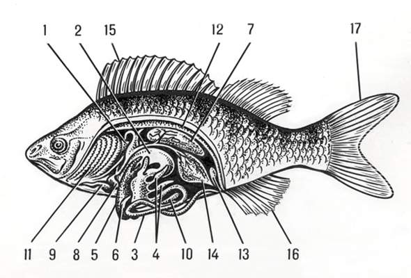 Строение рыбы:1 — пищевод;2 — желудок;3 — кишечник;4 — пилорические придатки;5 — печень;6 — желчный пузырь;7 — плавательный пузырь;8 — предсердие и 9 — желудочек сердца;10 — селезенка;11 — жабры;12 — почки;13 — мочевой пузырь;14 — яичник;15 — спинной плавник;16 — анальный плавник;17 — хвостовой плавник.
