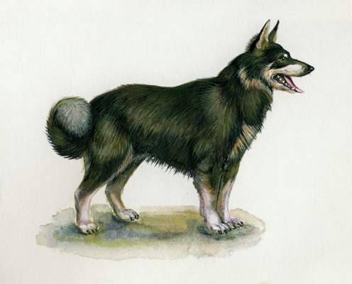 Лапландская пастушья собака.