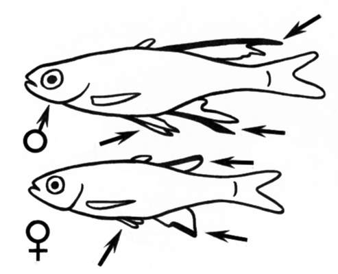 Отличительные признаки самца и самки рыбы-солнечный луч.