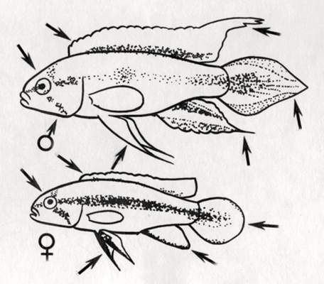 Отличительные признаки самца и самки апистограммы Агассица.
