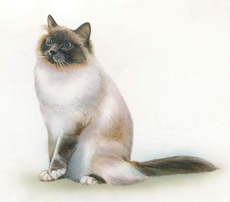 Бирманская кошка.