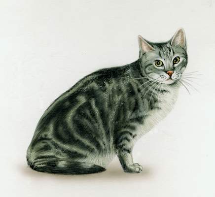 Европейская короткошёрстная кошка.