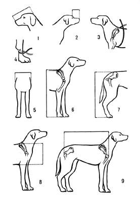 Измерение собаки. Измерительной лентой:1 — длина головы;2 — длина морды;3 — обхват груди;4 — обхват пясти. Мерной линейкой:5 — ширина груди;6 — высота в холке;7 — высота в крестце;8 — глубина груди;9 — косая длина туловища.