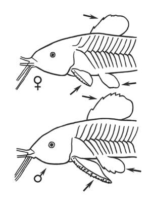 Отличительные признаки самца и самки каллихта.