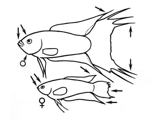 Отличительные признаки самца и самки чёрного макропода.