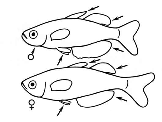 Отличительные признаки самца и самки радужной рыбки.
