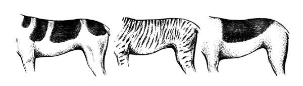 Типы окраса шерстного покрова собак (слева направо):пятнистый,тигровый,чепрачный.