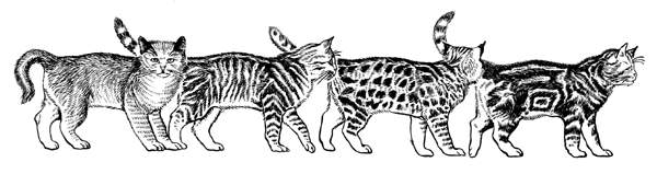 Типы окрасов шерстного покрова кошек (слева направо):агути,тигровый,пятнистый,мраморный.
