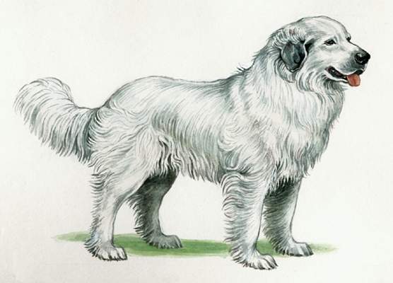 Пиренейская горная собака.