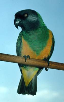 Сенегальский попугай.