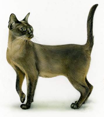Тонкинезийская кошка.