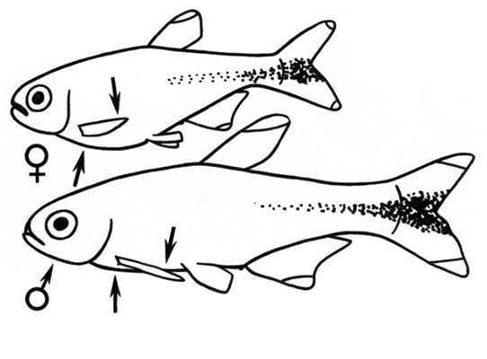 Отличительные признаки самца и самки медной рыбки.