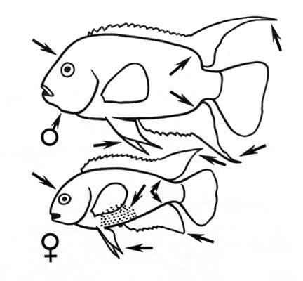 Отличительные признаки самца и самки чернополосой цихлазомы.