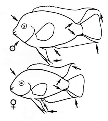 Отличительные признаки самца и самки сизой цихлазомы.