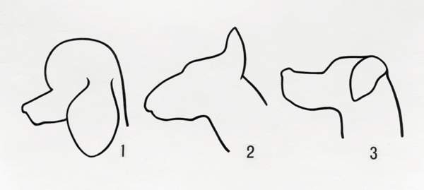Спинка носа:1 — прямая;2 — с горбинкой;3 — вздёрнутая.